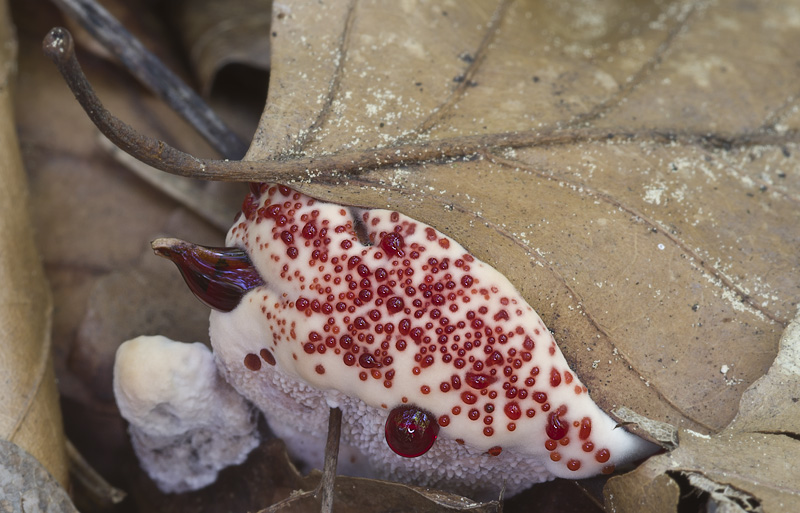 Hydnellum peckii